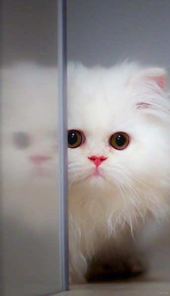  دانلود عکس گربه سفید با مزه و کیوت