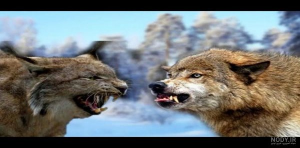  عکس سیاه ‌گوش کاراکال با کیفیت عالی