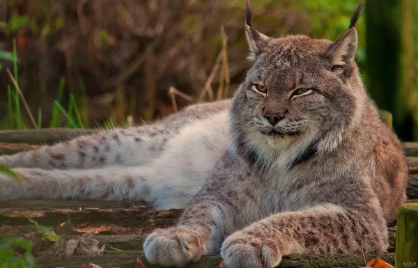  عکس سیاه ‌گوش کاراکال با کیفیت عالی