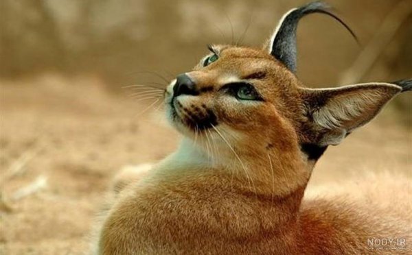  عکس سیاه گوش واقعی