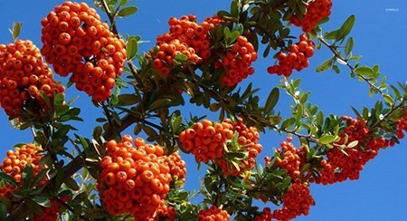  عکس درخت میوه زالزالک با کیفیت
