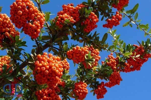  عکس درخت میوه زالزالک با کیفیت