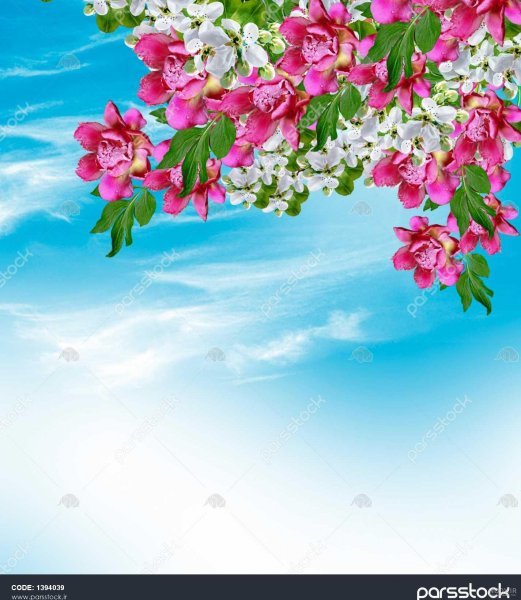  عکس پس زمینه گل بهاری با کیفیت بالا برای موبایل
