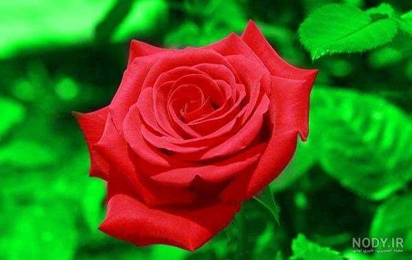  عکس پس زمینه گل بهاری با کیفیت بالا برای موبایل