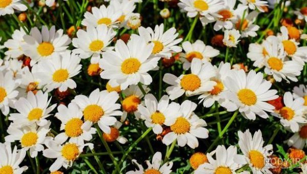  عکس پس زمینه گل بهاری با کیفیت بالا برای موبایل