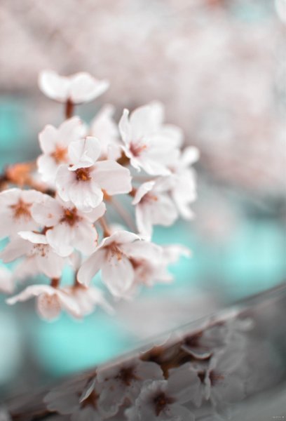  عکس پس زمینه گل بهاری با کیفیت بالا برای موبایل