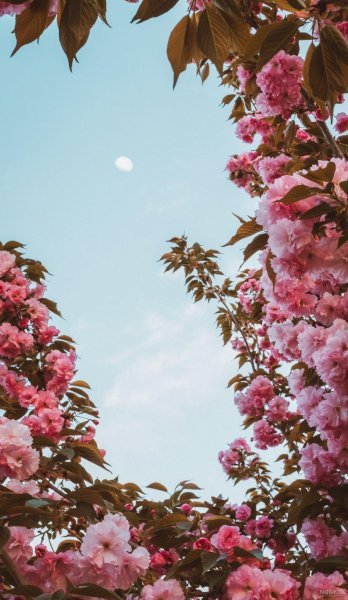  عکس پس زمینه گل بهاری با کیفیت بالا برای موبایل