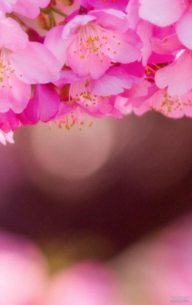  عکس پس زمینه گل بهاری با کیفیت بالا برای موبایل