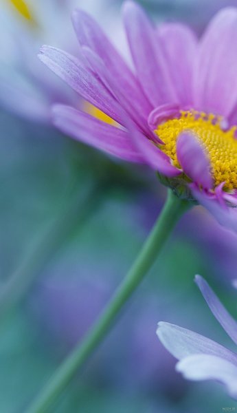  عکس پس زمینه گل بهاری با کیفیت بالا برای موبایل