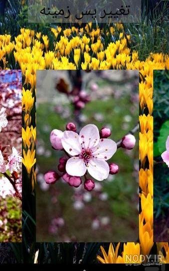  عکس پس زمینه گل بهاری با کیفیت بالا برای موبایل