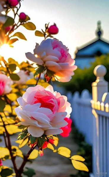  عکس پس زمینه گل بهاری با کیفیت بالا برای موبایل