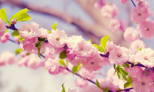  عکس پس زمینه گل بهاری با کیفیت بالا برای موبایل