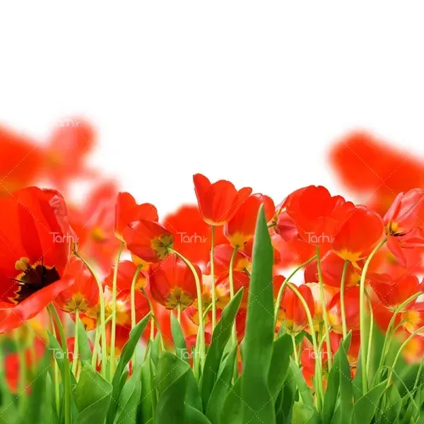  عکس پس زمینه گل بهاری با کیفیت بالا برای موبایل