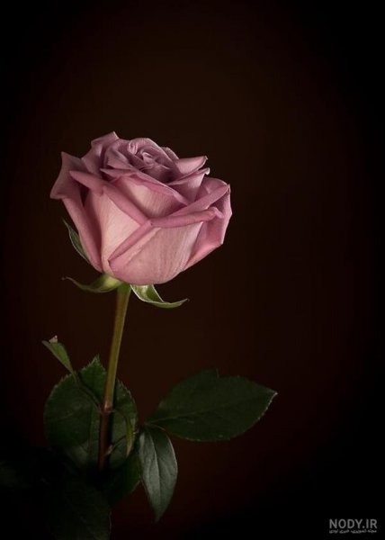  عکس پروفایل برای روبیکا