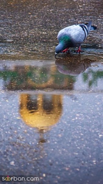  عکس محرمی بدون متن