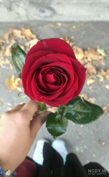 استوری واتساپ جدید خاص دخترانه