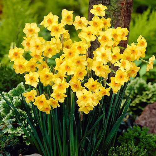  عکس های زیبا از گل نرگس برای پروفایل جدید