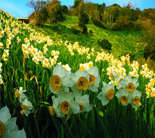  عکس های زیبا از گل نرگس برای پروفایل جدید