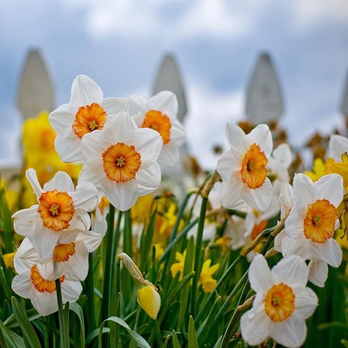  عکس های زیبا از گل نرگس برای پروفایل جدید