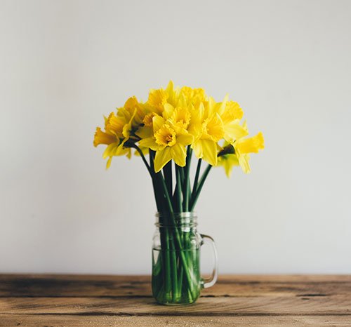  عکس های زیبا از گل نرگس برای پروفایل جدید