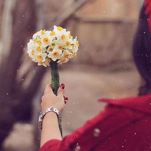  عکس های زیبا از گل نرگس برای پروفایل جدید