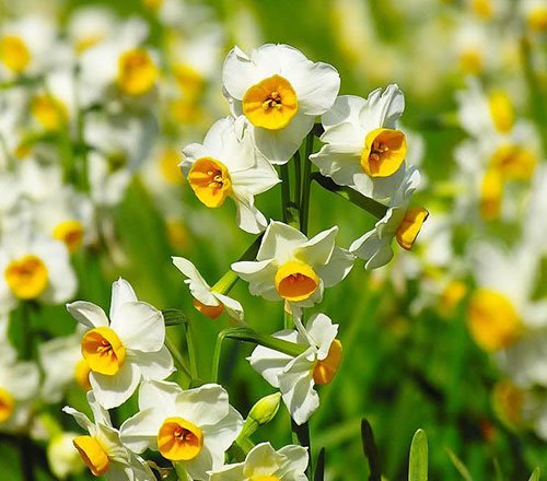  عکس های زیبا از گل نرگس برای پروفایل جدید