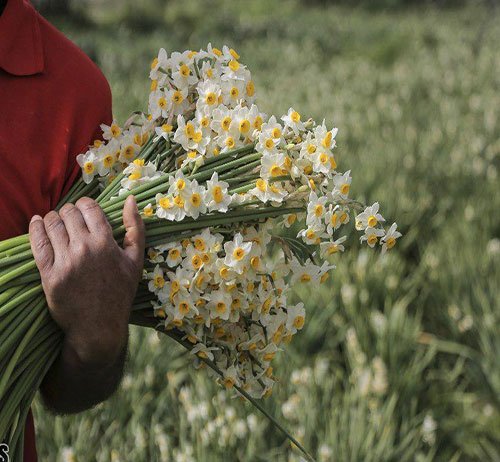  عکس های گل نرگس شیراز جدید