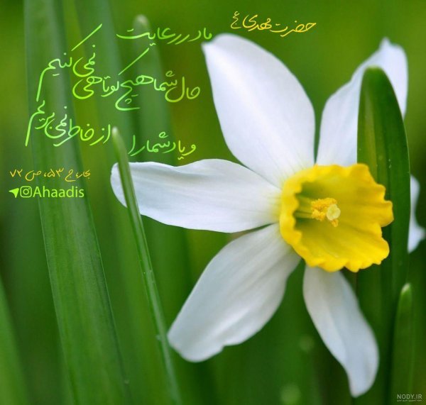  پروفایل اللهم عجل لولیک الفرج با گل نرگس