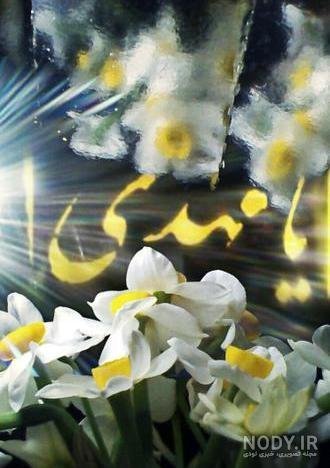 عکس گل نرگس و جمکران