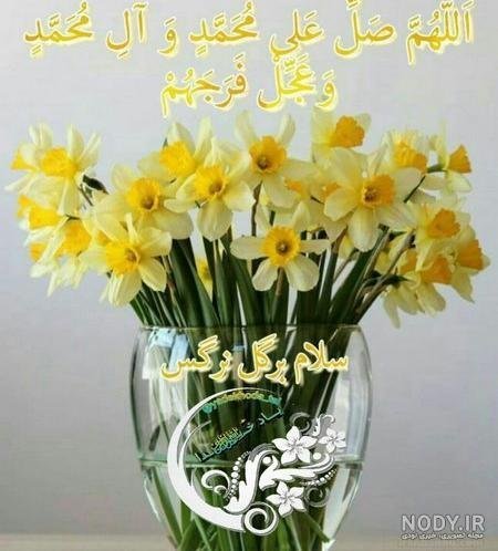  عکس گل نرگس و جمکران