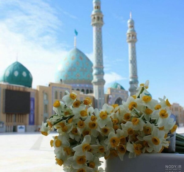  عکس گل نرگس و جمکران