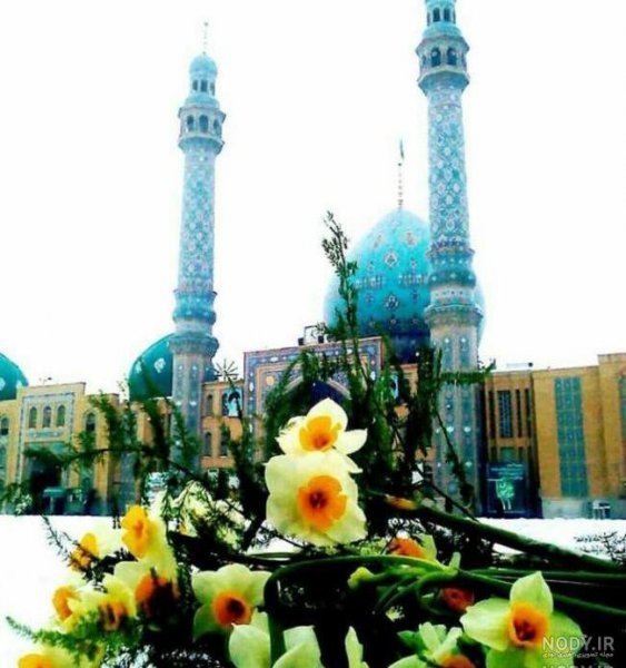  عکس گل نرگس و جمکران