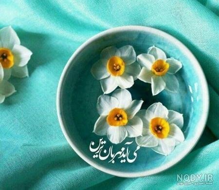  عکس گل نرگس و جمکران