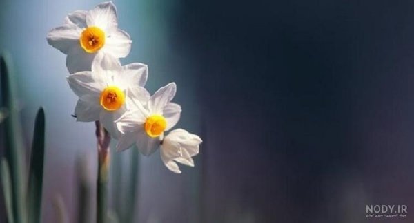 عکس گل نرگس و جمکران