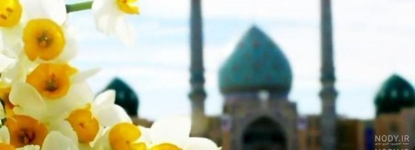  عکس گل نرگس و جمکران