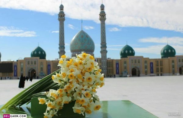  عکس گل نرگس و جمکران
