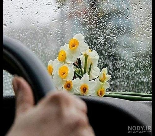  عکس گل نرگس مهدی جان