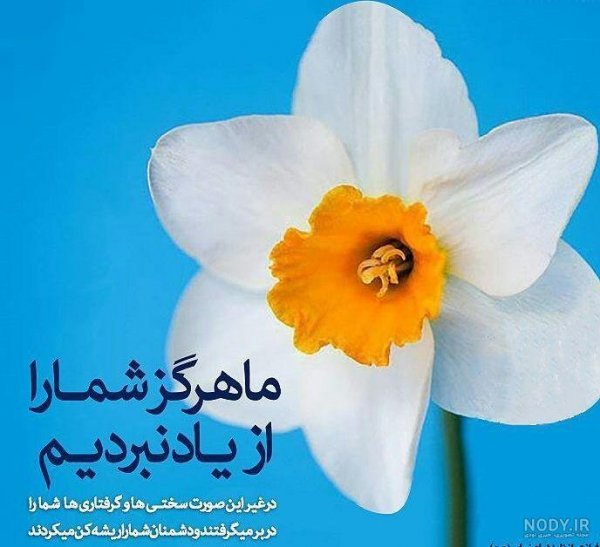  عکس گل نرگس مهدی جان