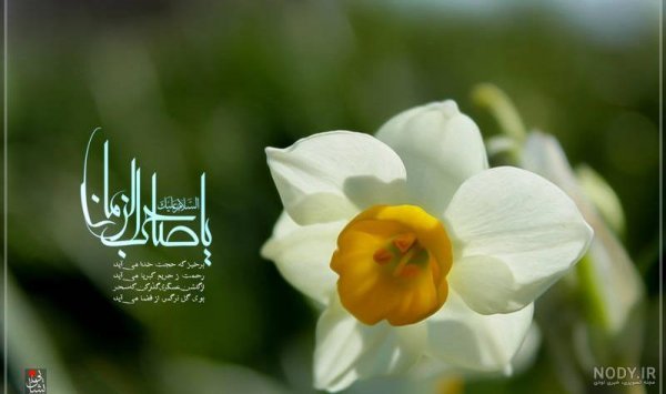  عکس گل نرگس مهدی جان