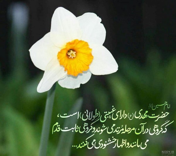  عکس گل نرگس مهدی جان