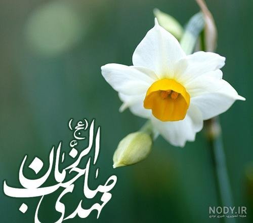  عکس گل نرگس مهدی جان
