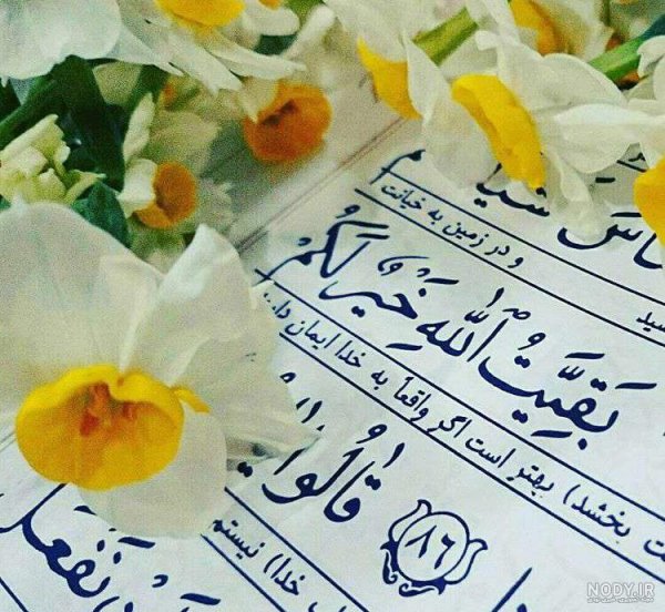  عکس گل نرگس امام زمانی