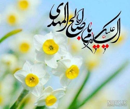  عکس گل نرگس امام زمانی