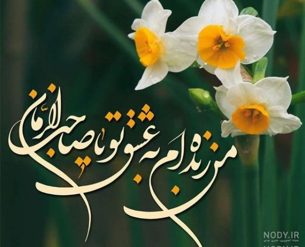  عکس گل نرگس امام زمانی