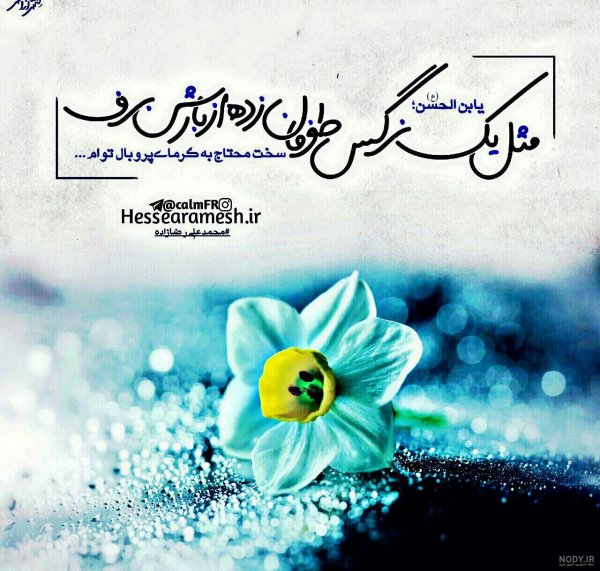  عکس گل نرگس امام زمانی