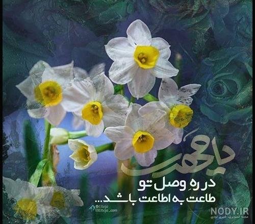 عکس گل نرگس امام زمانی