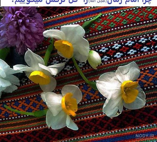  عکس گل نرگس امام زمانی