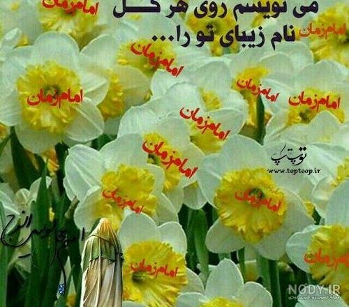  عکس پروفایل گل نرگس امام زمانی
