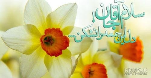  عکس پروفایل گل نرگس امام زمانی