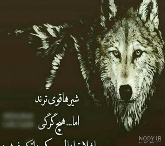  عکس های پند آموز برای استوری